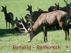 Rothirsch-Rotwild-Präsentation.pdf